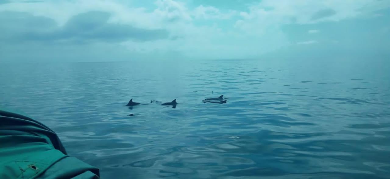 Wasini Raha Snorkeling And Diving Leilighet Eksteriør bilde